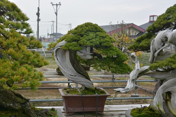 DSC_6074.JPG