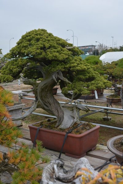 DSC_6087.JPG
