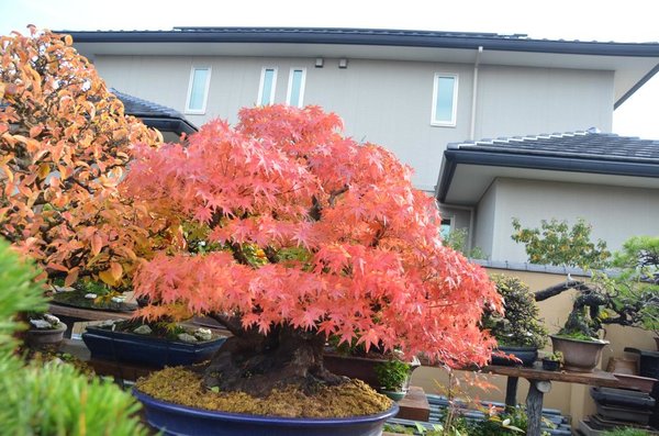 DSC_6098.JPG