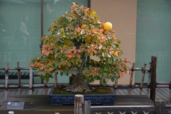 DSC_6223.JPG