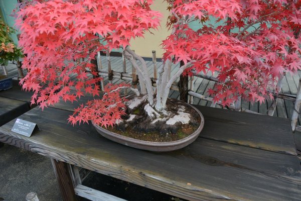 DSC_6230.JPG