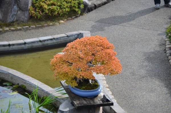 DSC_6113.JPG