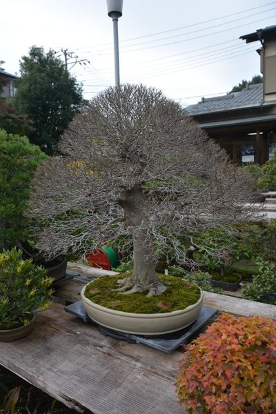 DSC_6332.JPG