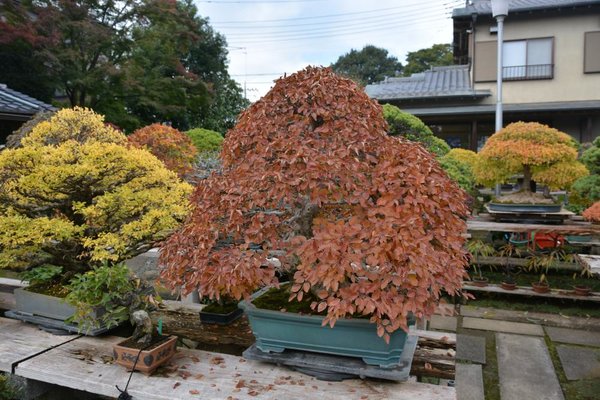 DSC_6350.JPG
