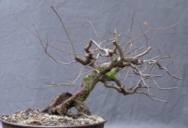 Hainbuche 73 1 201612.JPG
