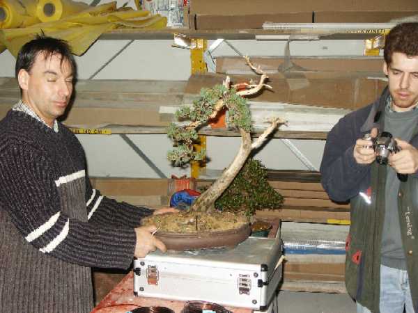 Von Bonsai träumen.JPG