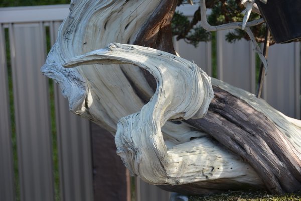 DSC_6474.JPG