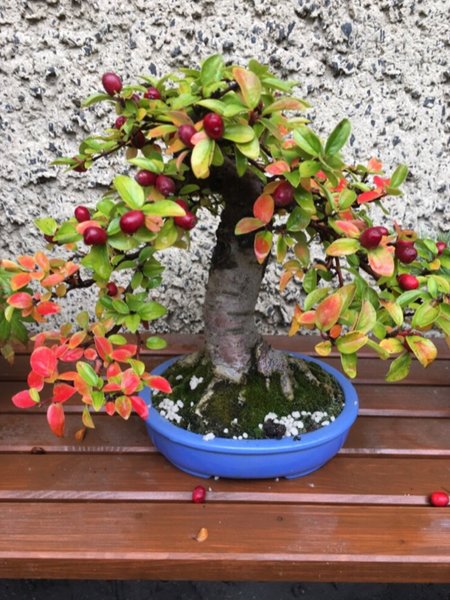 Herbstfärbung cotoneaster