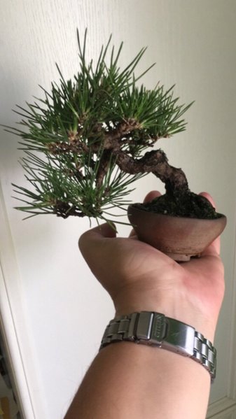 Mini schwarzkiefer