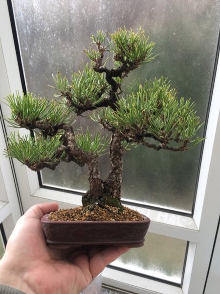 Schwarzkiefer Bigei pot