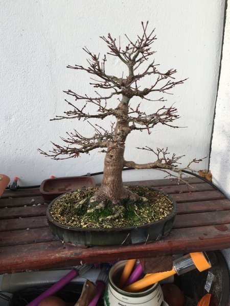 Palmatum