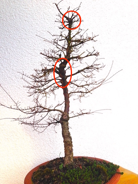 überschießende Wundheilung mit Knubbeln