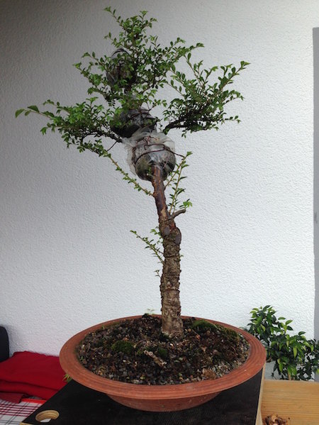 23. April 2015 starkes Austreiben nur oben