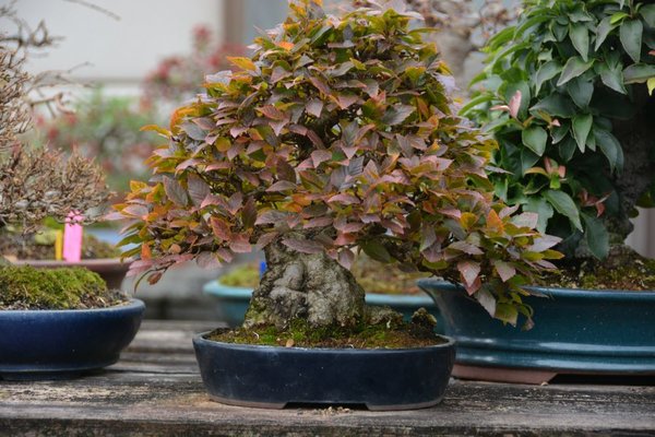 DSC_6513.JPG