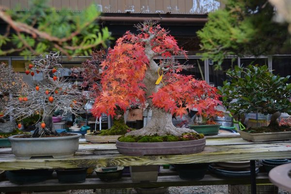 DSC_6744.JPG