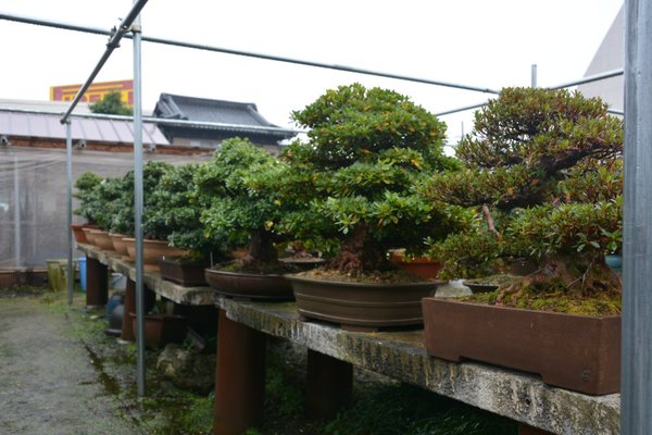 DSC_7105.JPG