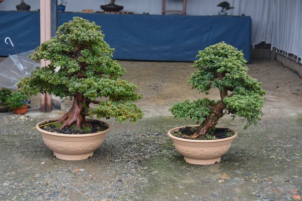 DSC_7109.JPG