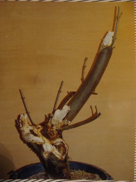 2008 (2) (480x640).jpg