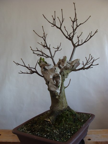 2015 (1) (480x640).jpg