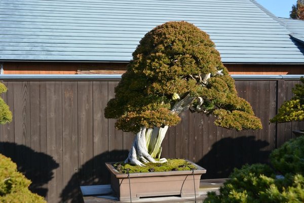DSC_6877.JPG