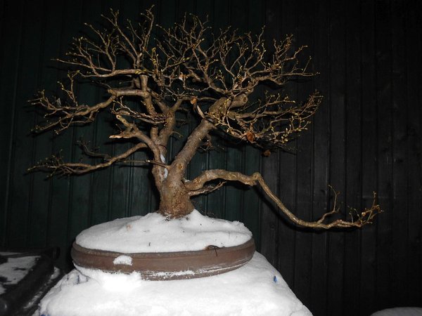 Winterlinde - Linde im Winter