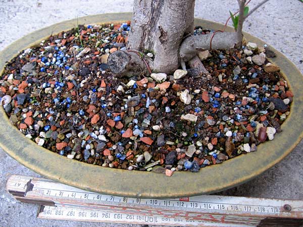 Blaukorn
