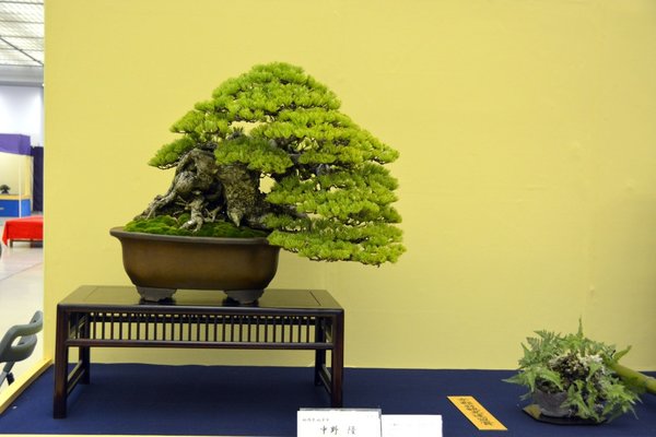 DSC_7348.JPG