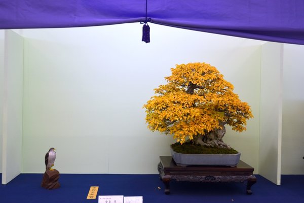 DSC_7369.JPG