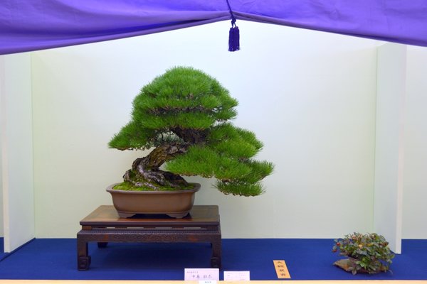 DSC_7370.JPG