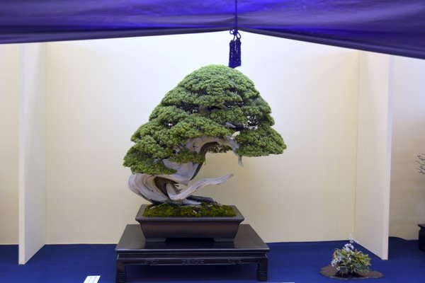 DSC_7426.JPG