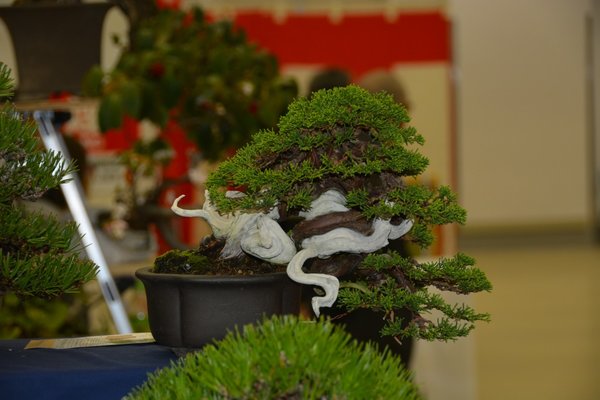 DSC_7227.JPG