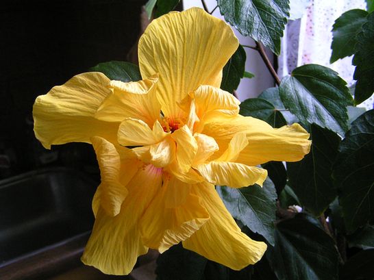 Hibiskus.jpg