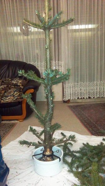 Weihnachtsbonsai?
