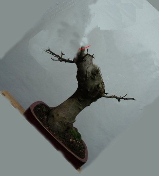 Bergahorn.jpg
