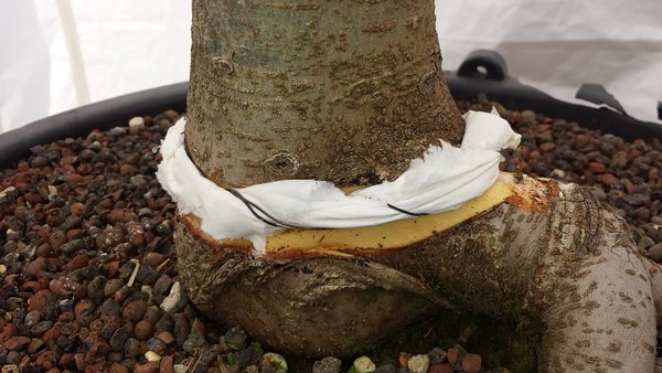 April 2016 - Befestigen des Wurzelhilfstoffs am Stamm der Pflanze....