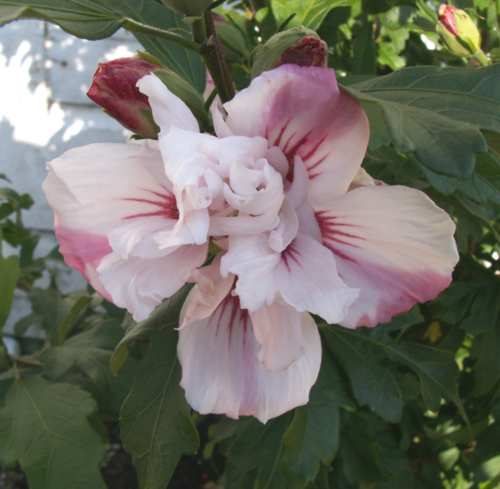 PICT0595.jpg