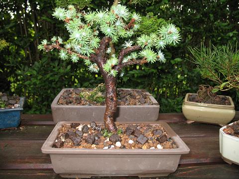 Rechts hinten steht noch ein Steckling von einer Hexenbesen Kiefer (Pinus Silvestris)