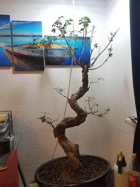 comp_Bonsai nach Beschnitt.jpg