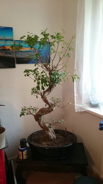 comp_Bonsai vor Schnitt.jpg