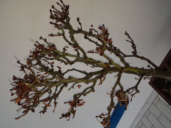 20170110_111945.JPG