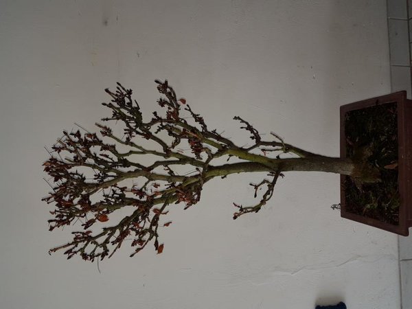 20170110_112045.JPG
