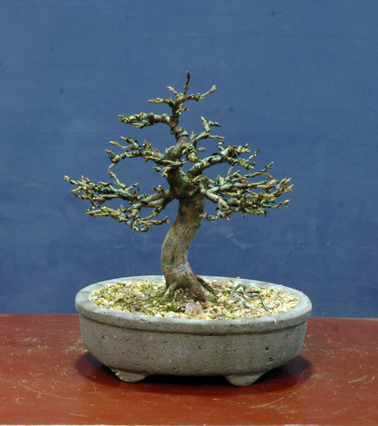 Buche0117A.jpg