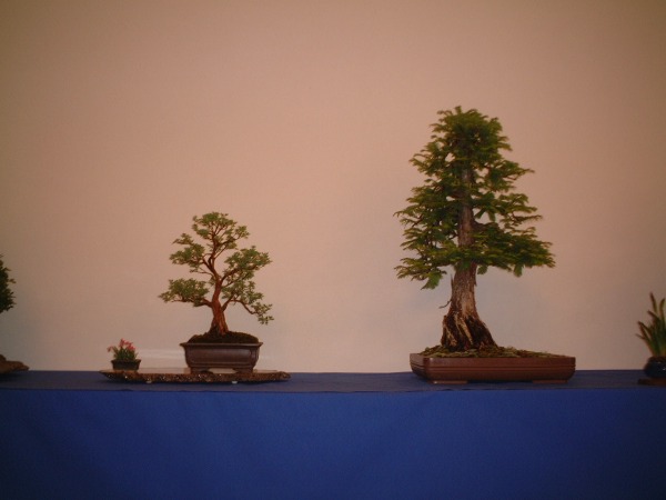 DSCF0857.JPG