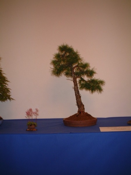 DSCF0856.JPG