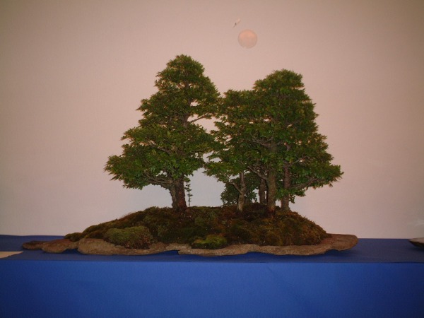 DSCF0855.JPG
