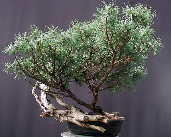dscn7575v_161.jpg