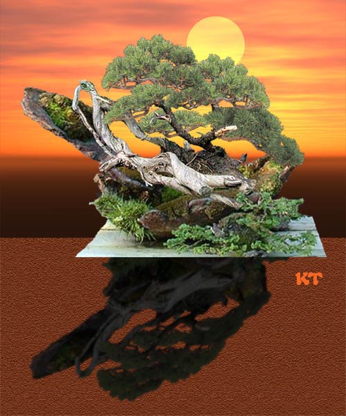 mugo-wpall.jpg