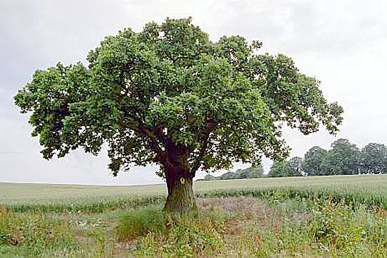 besenform_natur1.jpg
