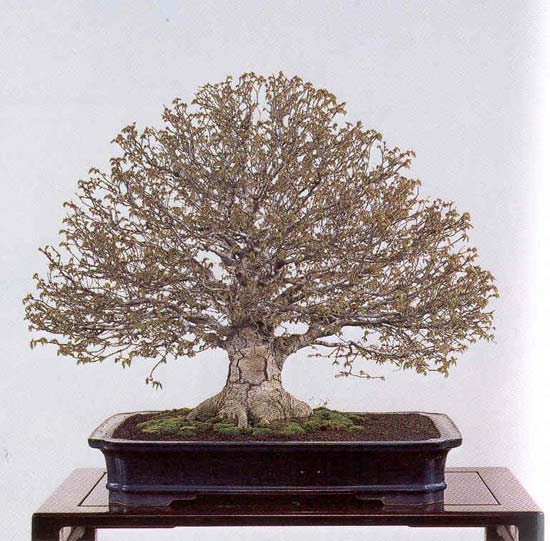 besenform4.jpg