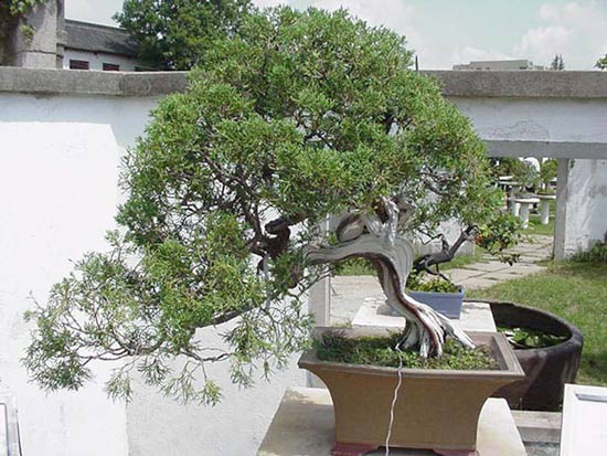 china_penjing1.jpg